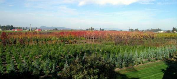 學習國外苗木行業經驗，搶先了解國內市場動態