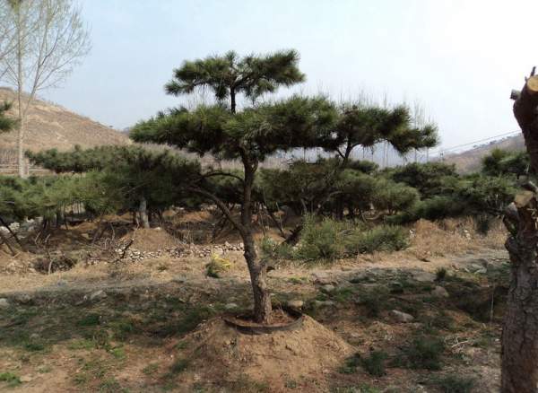 造型黑松樹哪里便宜？哪家的質(zhì)量好？
