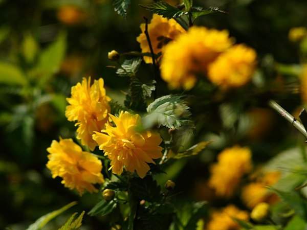 棣棠花的花語是什么？