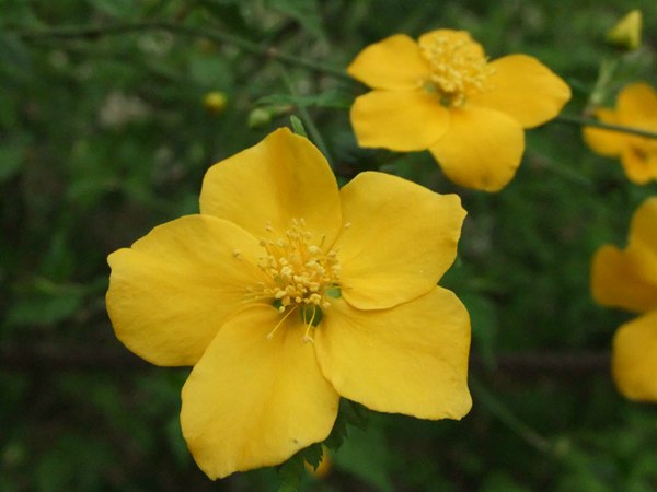 棣棠花的花語是什么？
