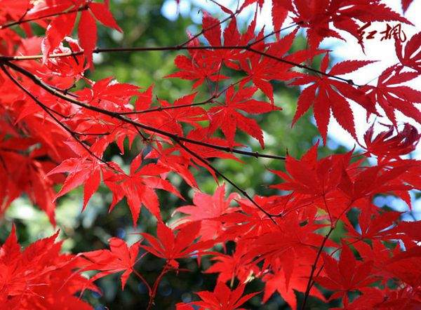 紅楓 紅楓