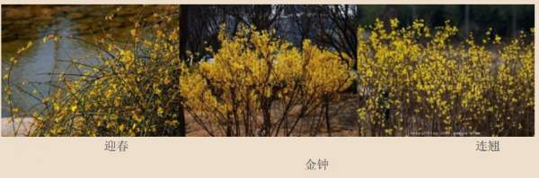 迎春花、金鐘和連翹如何區分？