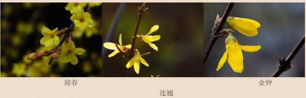 迎春花、金鐘和連翹如何區分？