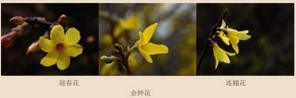 迎春花、金鐘和連翹如何區分？