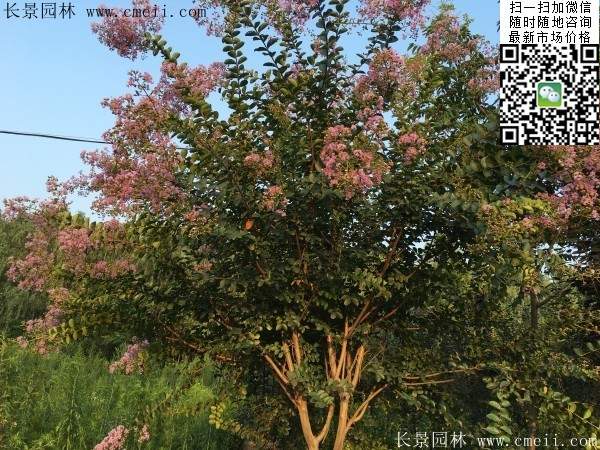 專家告訴你，市場上紫薇花樹價格是多少？
