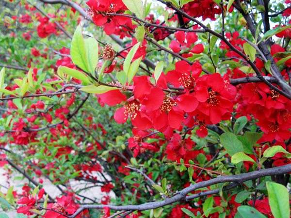 想要貼梗海棠花開(kāi)得好，修剪養(yǎng)護(hù)很重要