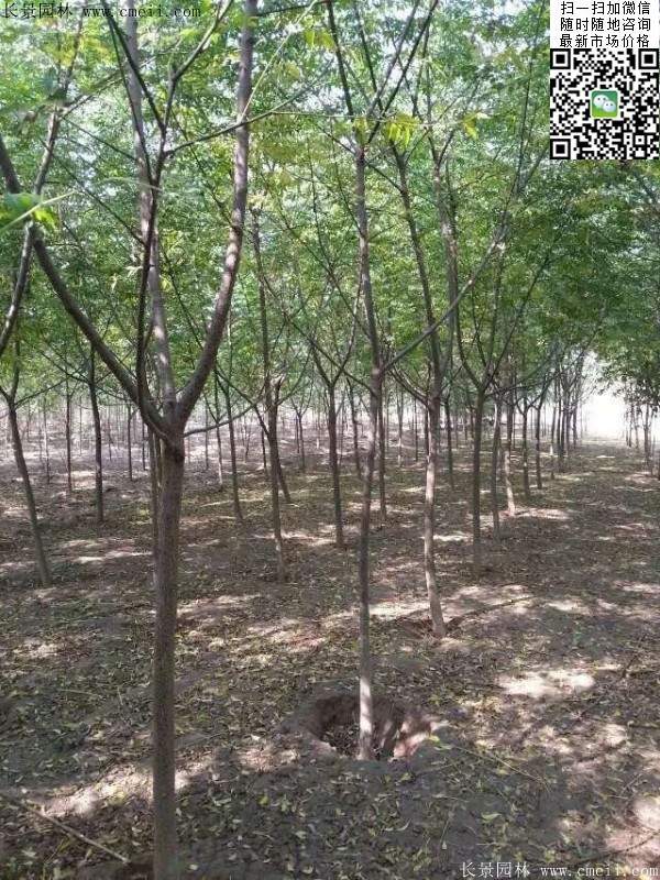 苦楝苗，苦楝樹