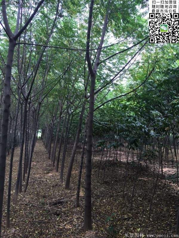 苦楝苗，苦楝樹