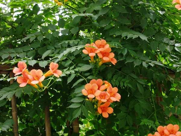 凌霄花、葉