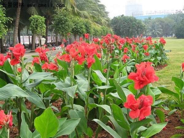 美人蕉，