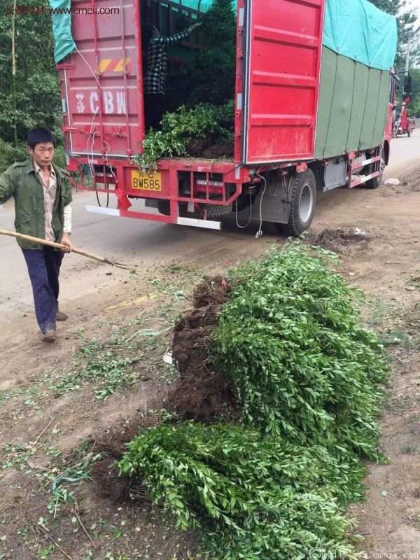 沭陽火棘綠化 沭陽火棘綠化