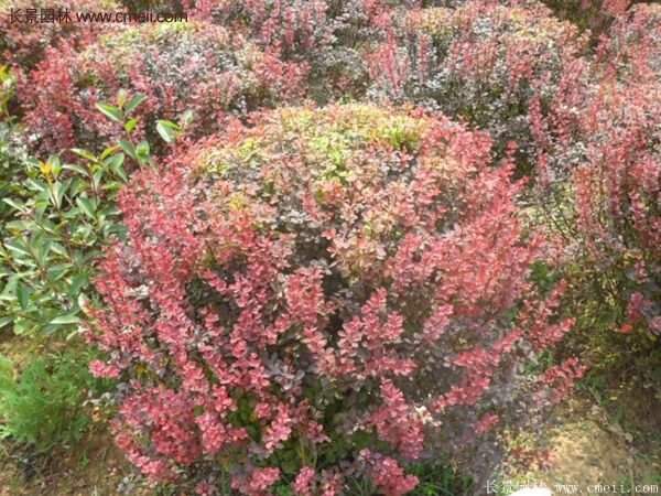 沭陽基地的紅葉小檗苗、紅葉小檗球