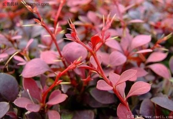 沭陽基地的紅葉小檗苗、紅葉小檗球
