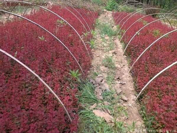 沭陽基地的紅葉小檗苗、紅葉小檗球