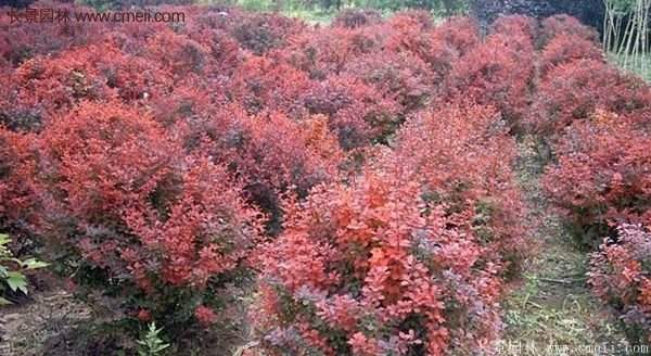 沭陽基地的紅葉小檗苗、紅葉小檗球