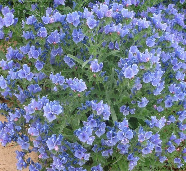 藍薊 藍薊