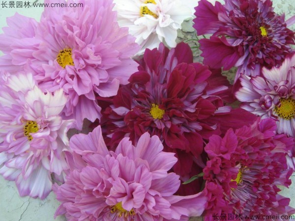格桑花種子發(fā)芽出苗開(kāi)花圖片