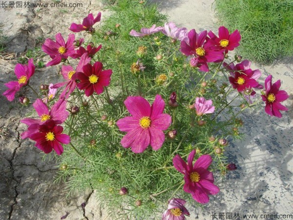 格桑花種子發(fā)芽出苗開(kāi)花圖片
